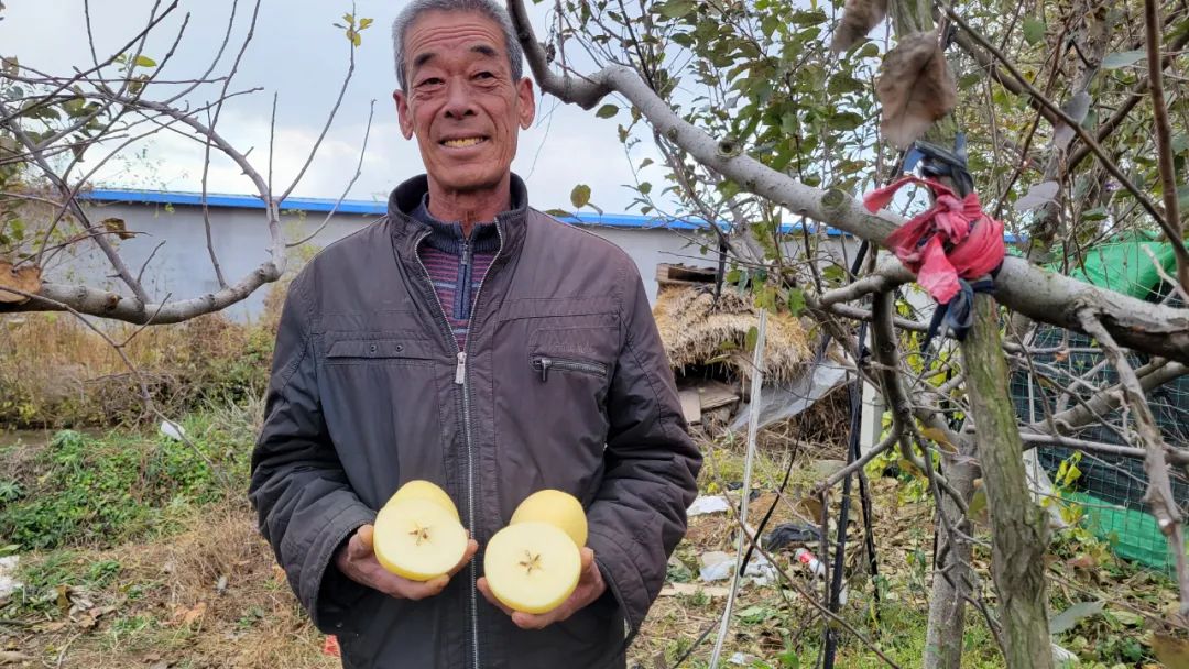 开园啦！烟台昆嵛山下黄金奶油富士成熟了！29.9/箱脆甜多汁，未打一滴药！纯生态种植！