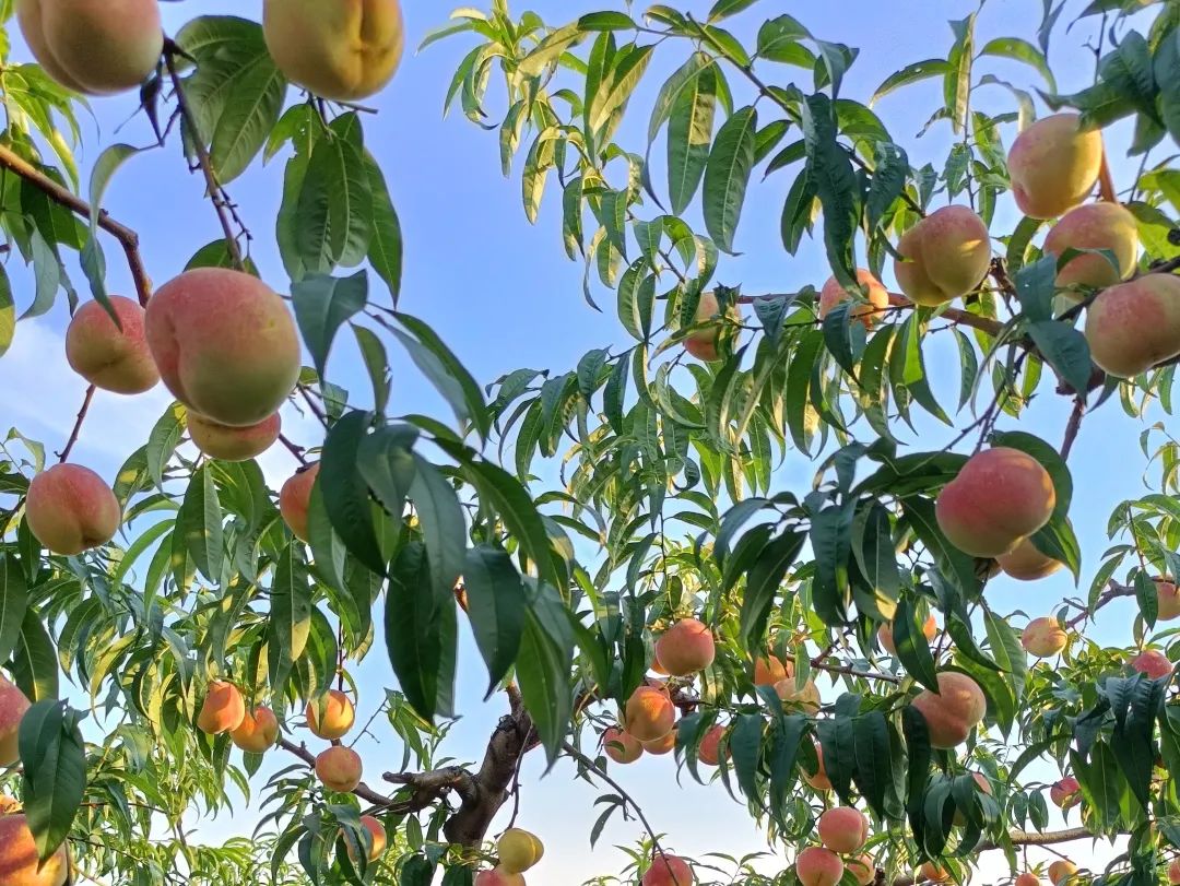 金秋红蜜桃，打破吉尼斯世界记录！甜度高达28°！吸收了200多个日夜的甜，脆软两吃，一咬就流“槐花蜜”~