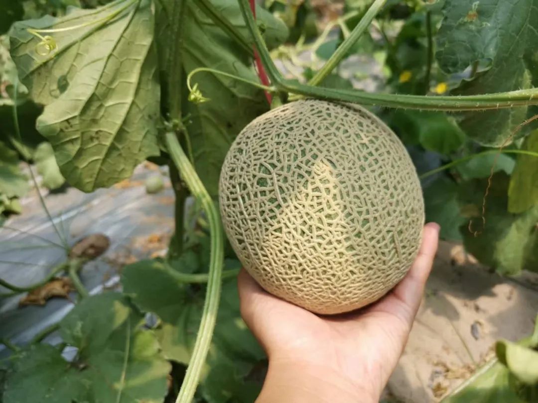 9.9/箱！『山东海阳网纹瓜』号称蜜瓜界的“限定款”，皮薄爆汁，软糯香甜，瓜中“冰淇淋”！"