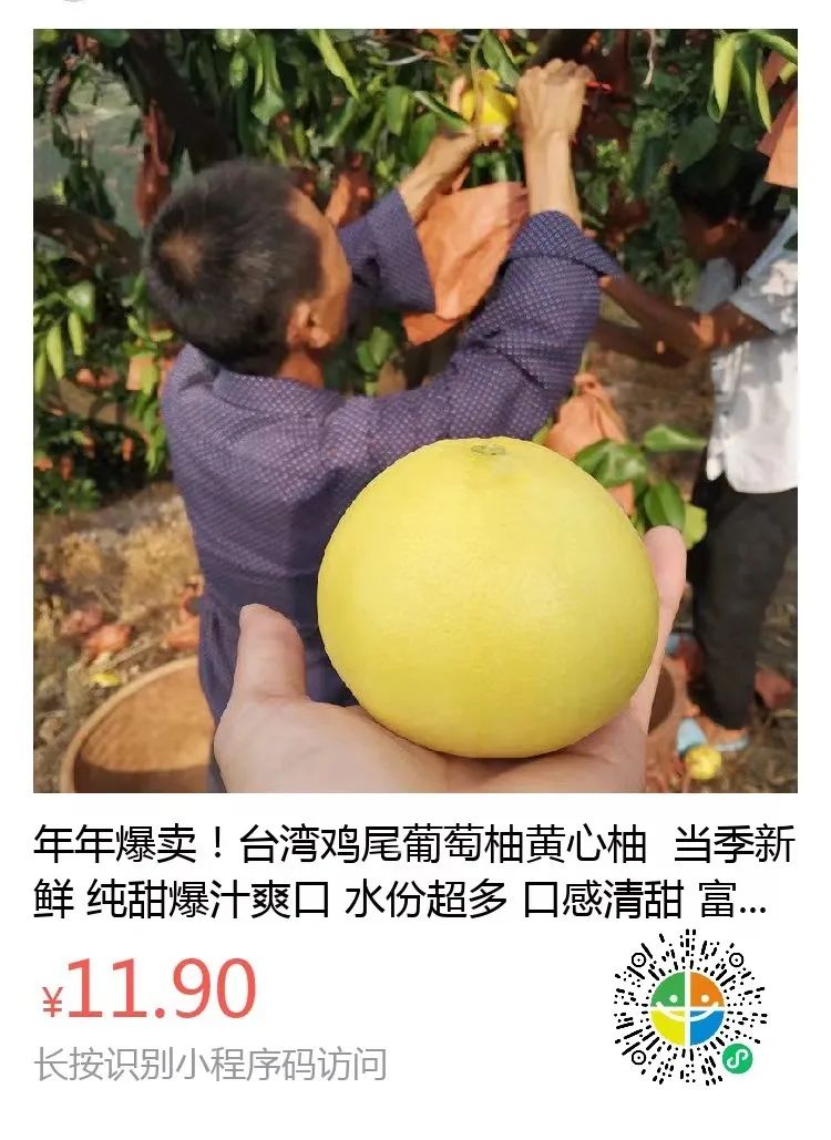 纯甜！飙汁！福建数百万斤『黄金葡萄柚11.9/箱』成熟上市，口感细腻，汁水超多！
