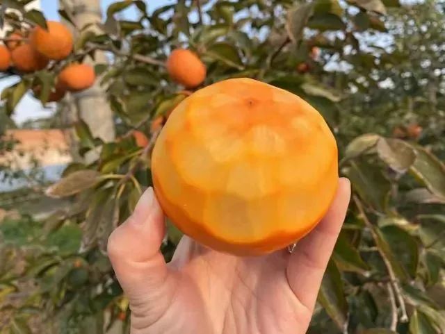 冰糖脆柿熟了！19.9得5斤全国包邮！苹果般脆爽，蜜瓜般清甜，咔嚓一口，每个秋天都忘不掉这个味！