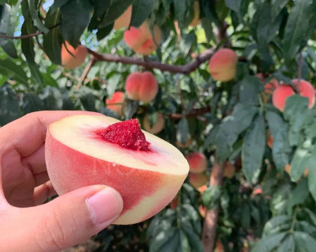 金秋红蜜桃，打破吉尼斯世界记录！甜度高达28°！吸收了200多个日夜的甜，脆软两吃，一咬就流“槐花蜜”~