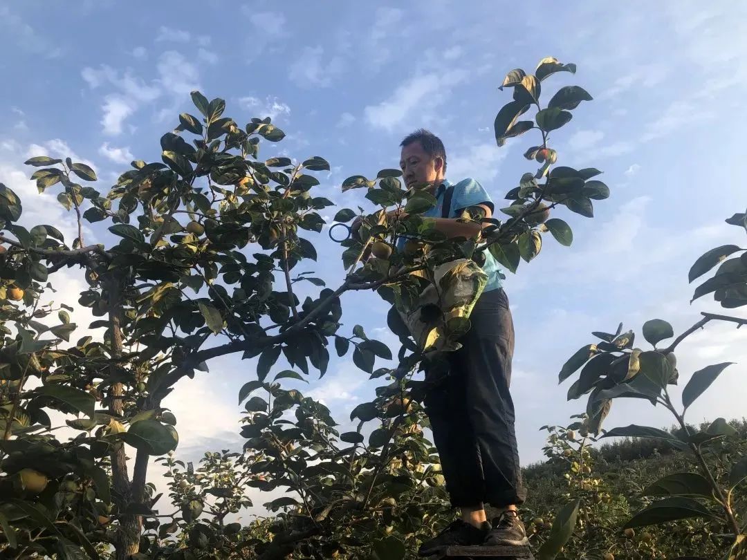冰糖脆柿熟了！19.9得5斤全国包邮！苹果般脆爽，蜜瓜般清甜，咔嚓一口，每个秋天都忘不掉这个味！