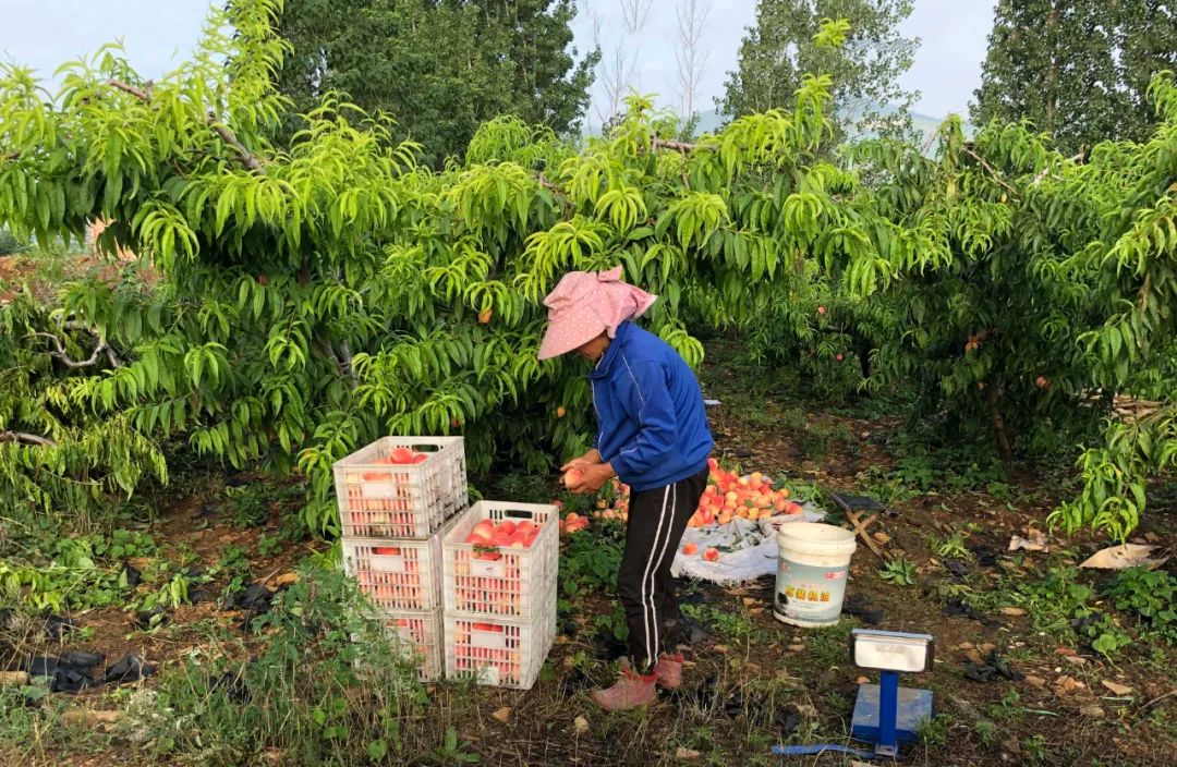 金秋红蜜桃，打破吉尼斯世界记录！甜度高达28°！吸收了200多个日夜的甜，脆软两吃，一咬就流“槐花蜜”~