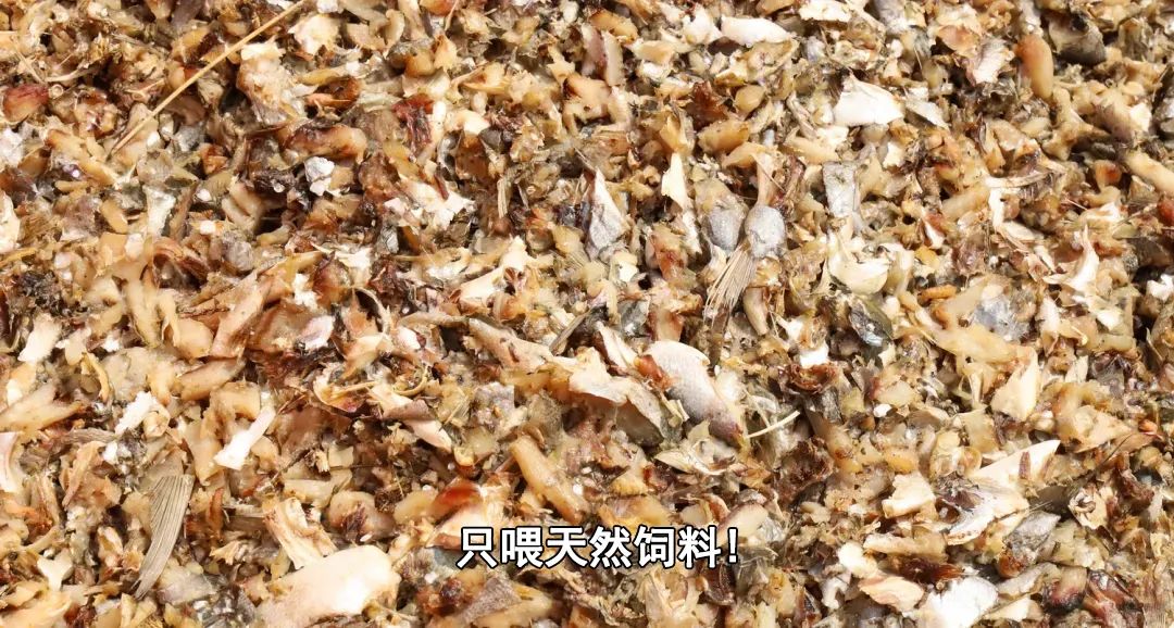 重磅开售！1年仅1次！兴化大闸蟹它来啦！香嫩肥美，口口爆膏！