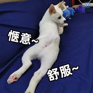 字头！大暴雨+冷空气到莞！新台风来袭！东莞将...."