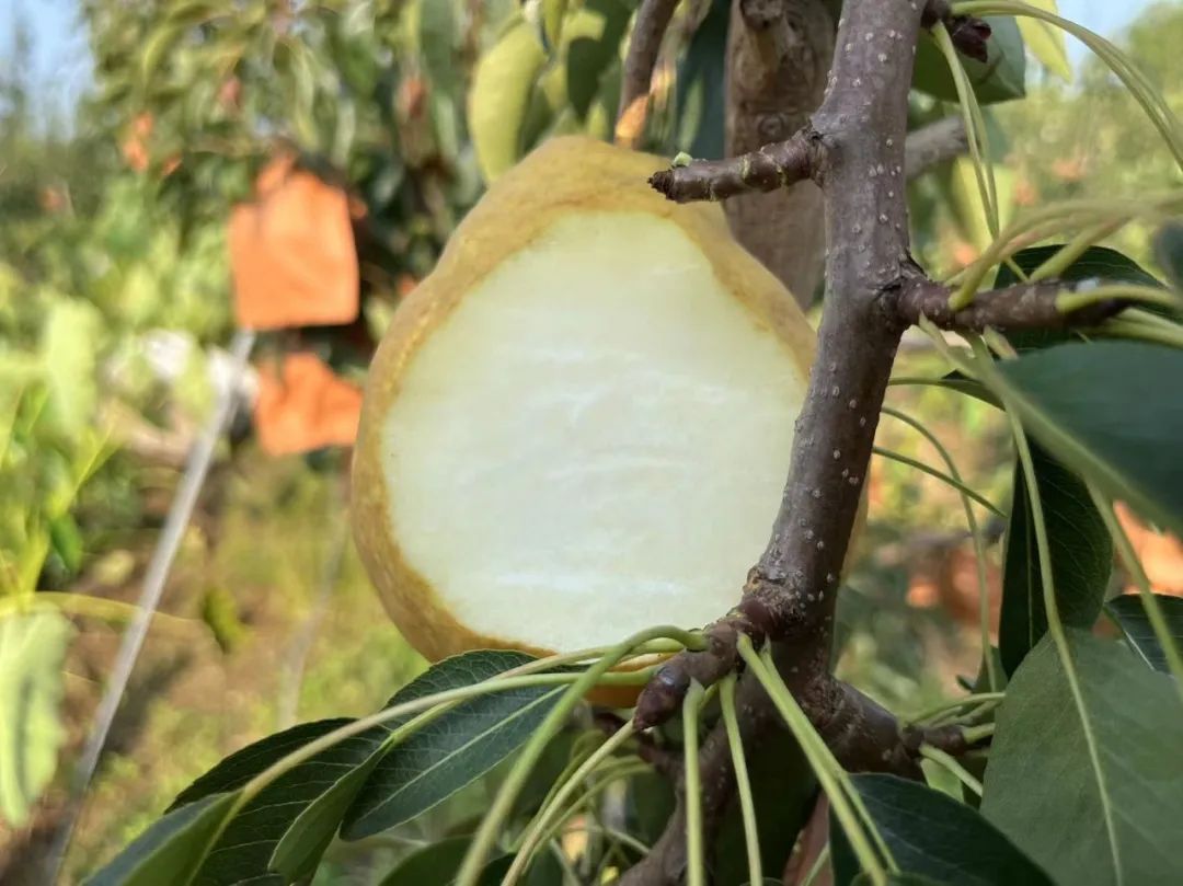 不靠颜值的实力派！『莱阳中华丑梨28.9/箱』秋季补水的水果，越丑越好吃，越多凸起越细腻！