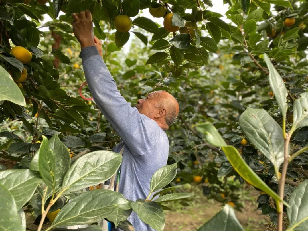 冰糖脆柿熟了！19.9得5斤全国包邮！苹果般脆爽，蜜瓜般清甜，咔嚓一口，每个秋天都忘不掉这个味！