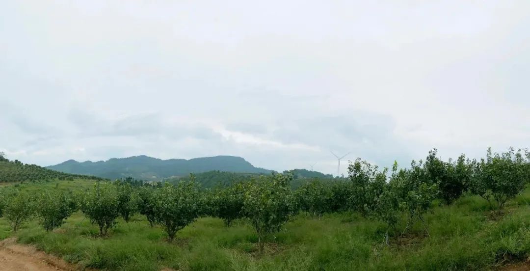金秋红蜜桃，打破吉尼斯世界记录！甜度高达28°！吸收了200多个日夜的甜，脆软两吃，一咬就流“槐花蜜”~