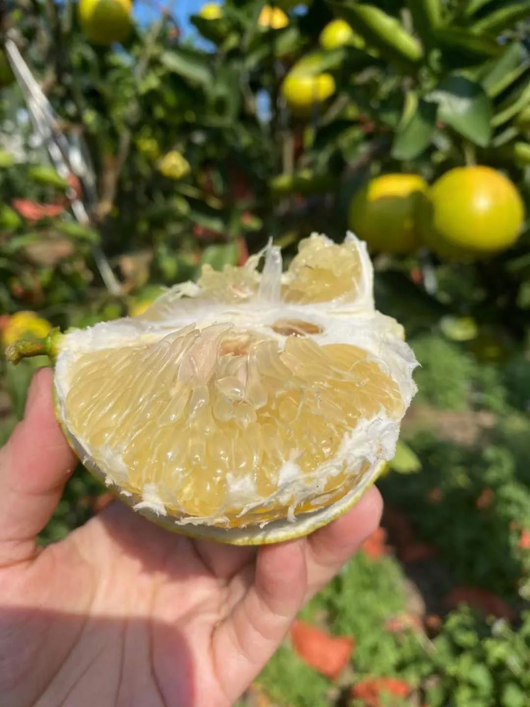 纯甜！飙汁！福建数百万斤『黄金葡萄柚11.9/箱』成熟上市，口感细腻，汁水超多！