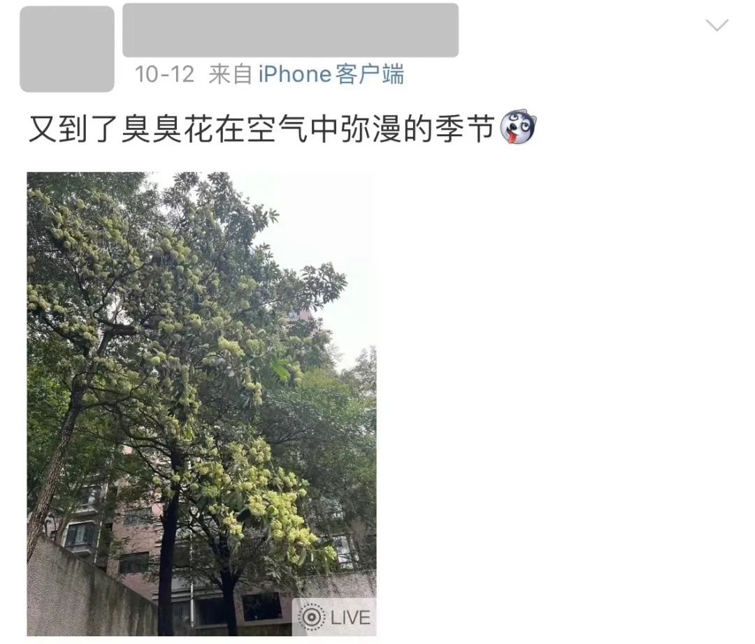 好难顶！最近东莞街头频繁传出阵阵恶臭…
