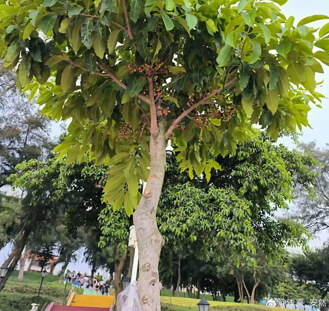 这个东西东莞满大街都有！居然很多“后生”没见过？