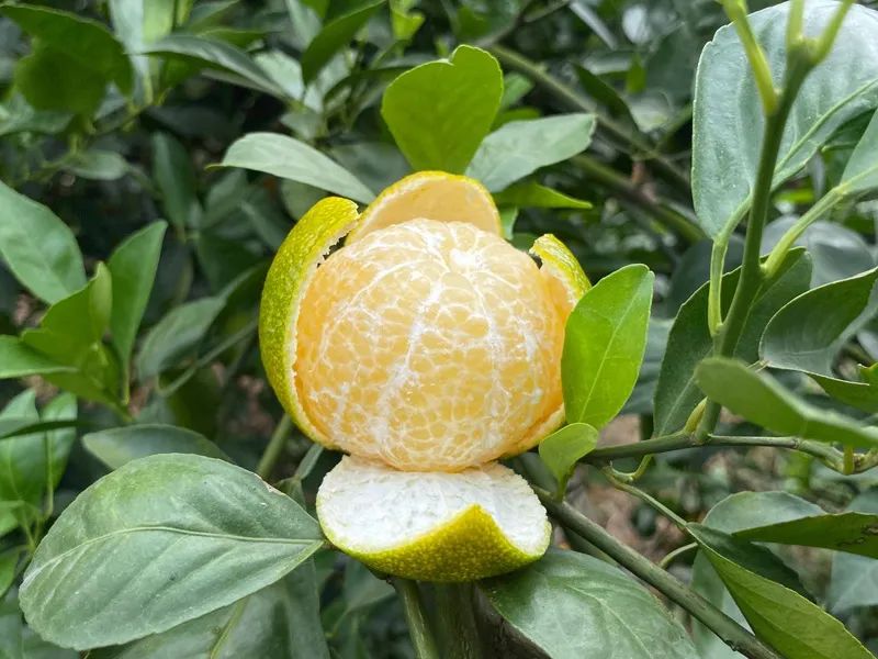 广西大山里的【皇帝柑19.9/箱包邮】，一口爆汁、纯甜无酸的秋冬补水佳品！