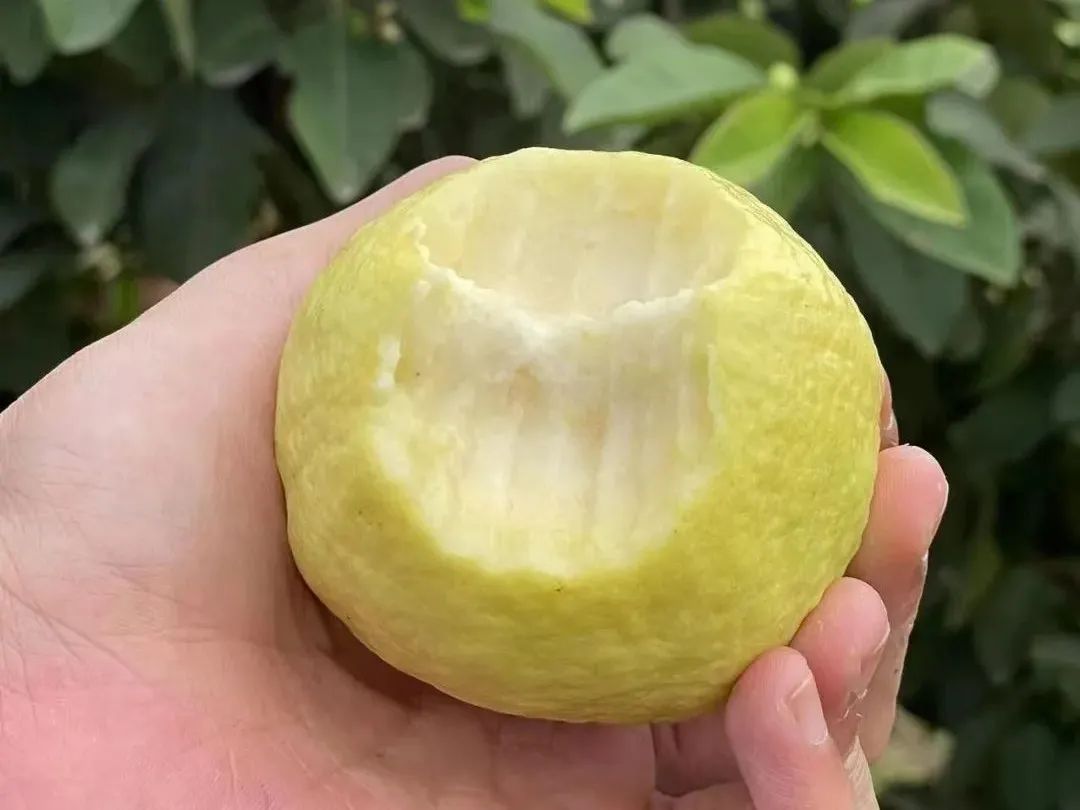 脂肪杀手！福建老树奶油芭乐29.9/箱，低糖低热量，绵软香甜，瘦身减脂推荐~