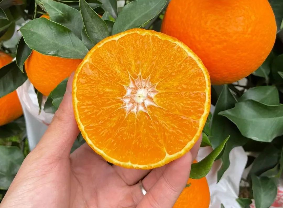 着急！200多万斤爱媛【38号果冻橙25.9/箱】成熟待售，皮薄肉嫩，一咬爆汁！头茬尝鲜，恳请转发支持！