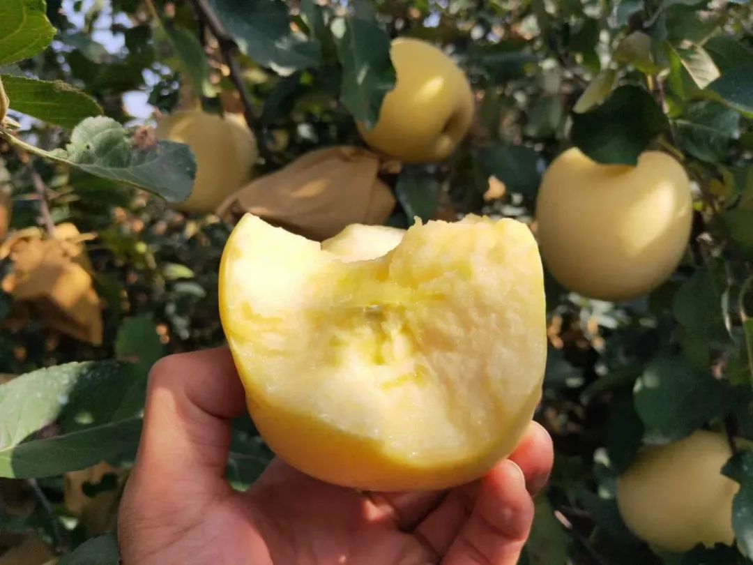 珍稀品种！脆爽多汁的烟台黄金奶油富士29.9/箱，未打一滴药！纯生态种植！
