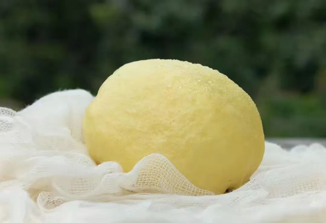 脂肪杀手！福建老树奶油芭乐29.9/箱，低糖低热量，绵软香甜，瘦身减脂推荐~