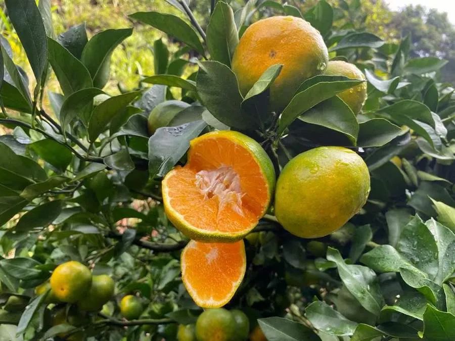甜蜜蜜！湖北宜昌高山蜜桔13.5元/箱包邮到家，口口爆汁，开胃解秋馋！