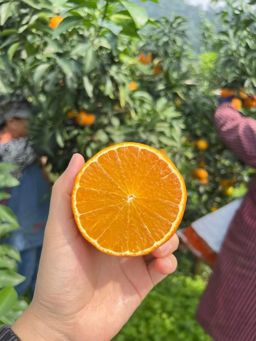 着急！200多万斤爱媛【38号果冻橙25.9/箱】成熟待售，皮薄肉嫩，一咬爆汁！头茬尝鲜，恳请转发支持！