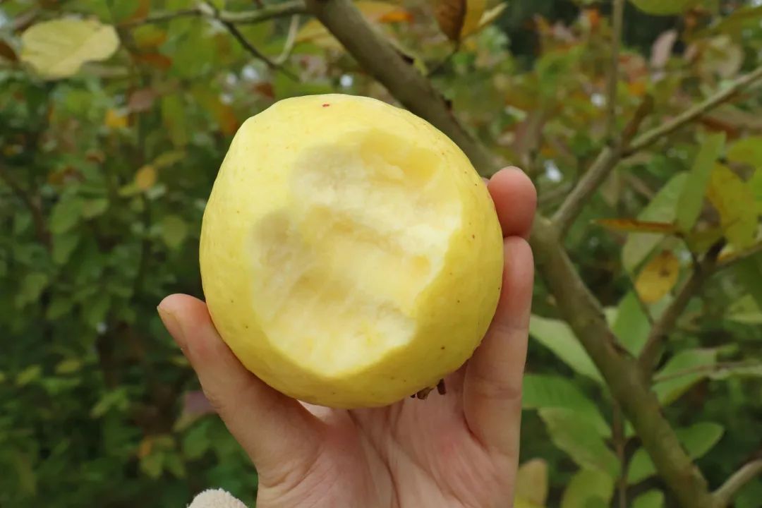 脂肪杀手！福建老树奶油芭乐29.9/箱，低糖低热量，绵软香甜，瘦身减脂推荐~