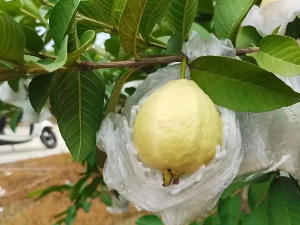 脂肪杀手！福建老树奶油芭乐29.9/箱，低糖低热量，绵软香甜，瘦身减脂推荐~