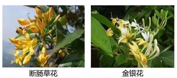 最新通报！东莞发病2例、死亡1例！
