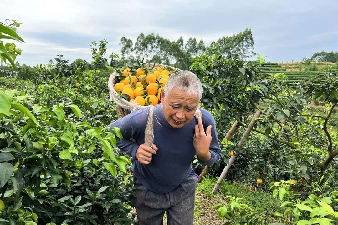 着急！200多万斤爱媛【38号果冻橙25.9/箱】成熟待售，皮薄肉嫩，一咬爆汁！头茬尝鲜，恳请转发支持！