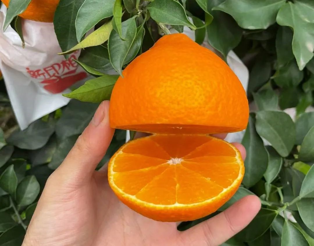 着急！200多万斤爱媛【38号果冻橙25.9/箱】成熟待售，皮薄肉嫩，一咬爆汁！头茬尝鲜，恳请转发支持！