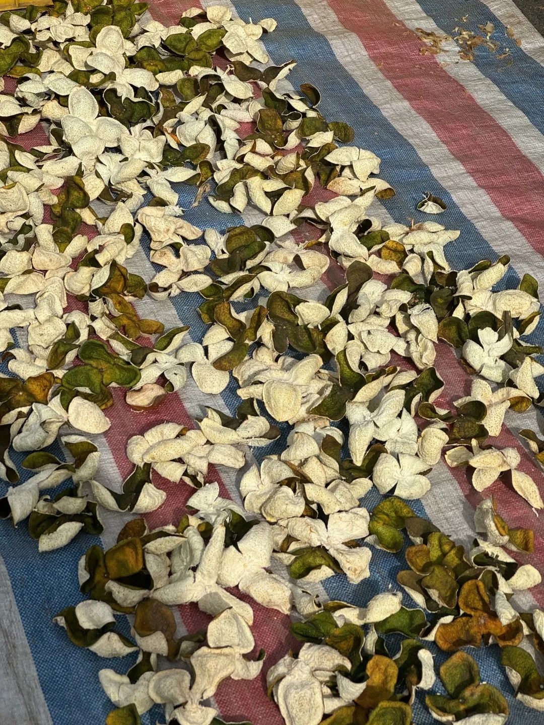 最近东莞人的阳台，密密麻麻挂满这东西！街坊直言：味道很大！