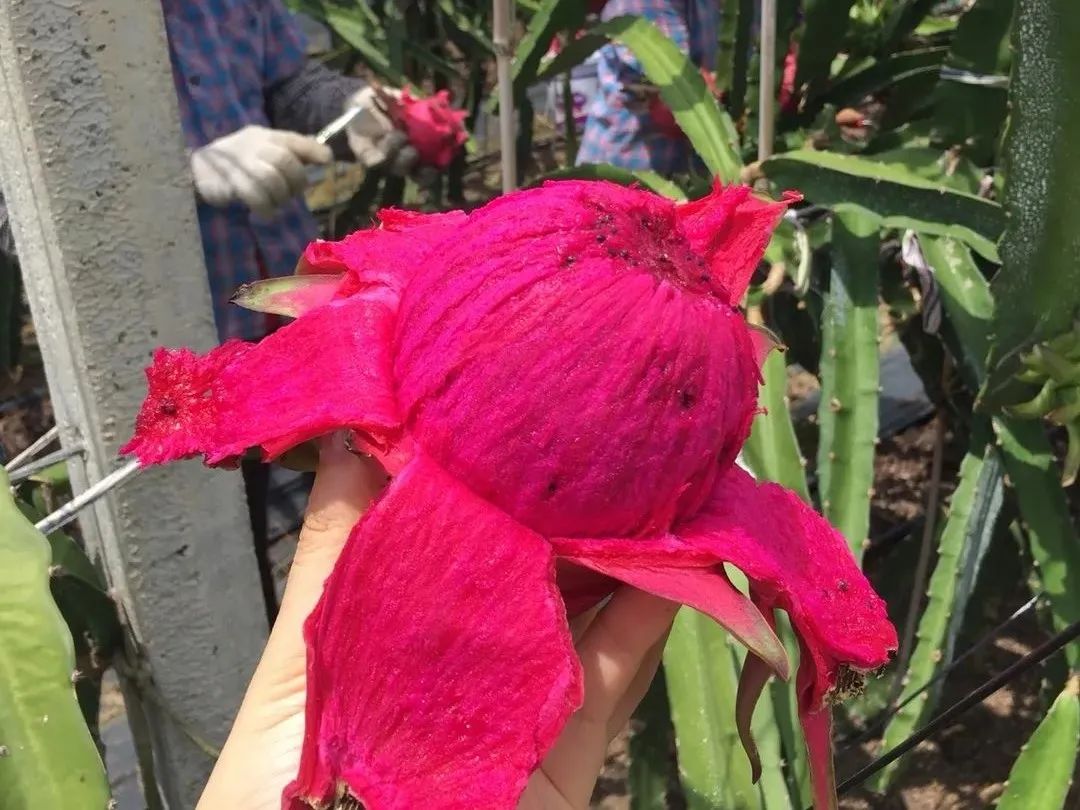 火爆！广西南宁【红心火龙果】19.9/箱，满满花青素！产地直发，感受口腔中的甜蜜炸弹~