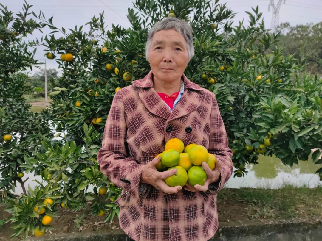 甜蜜蜜！湖北宜昌高山蜜桔13.5元/箱包邮到家，口口爆汁，开胃解秋馋！