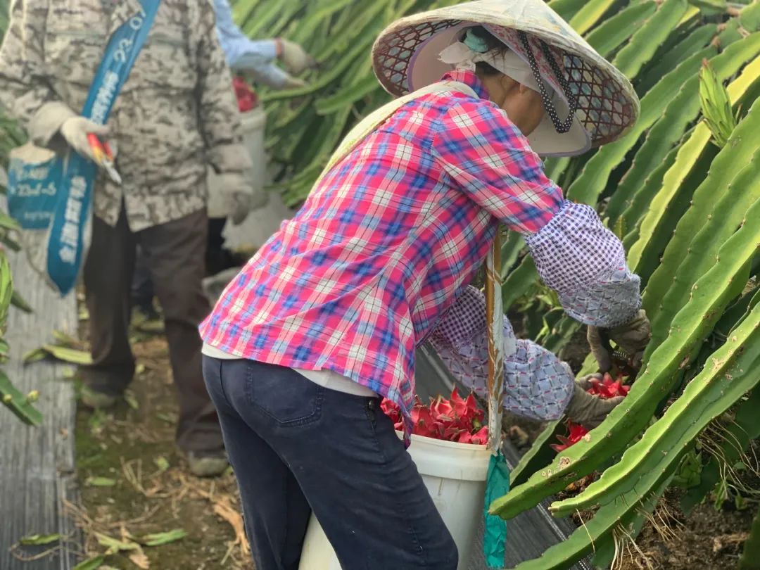 火爆！广西南宁【红心火龙果】19.9/箱，满满花青素！产地直发，感受口腔中的甜蜜炸弹~