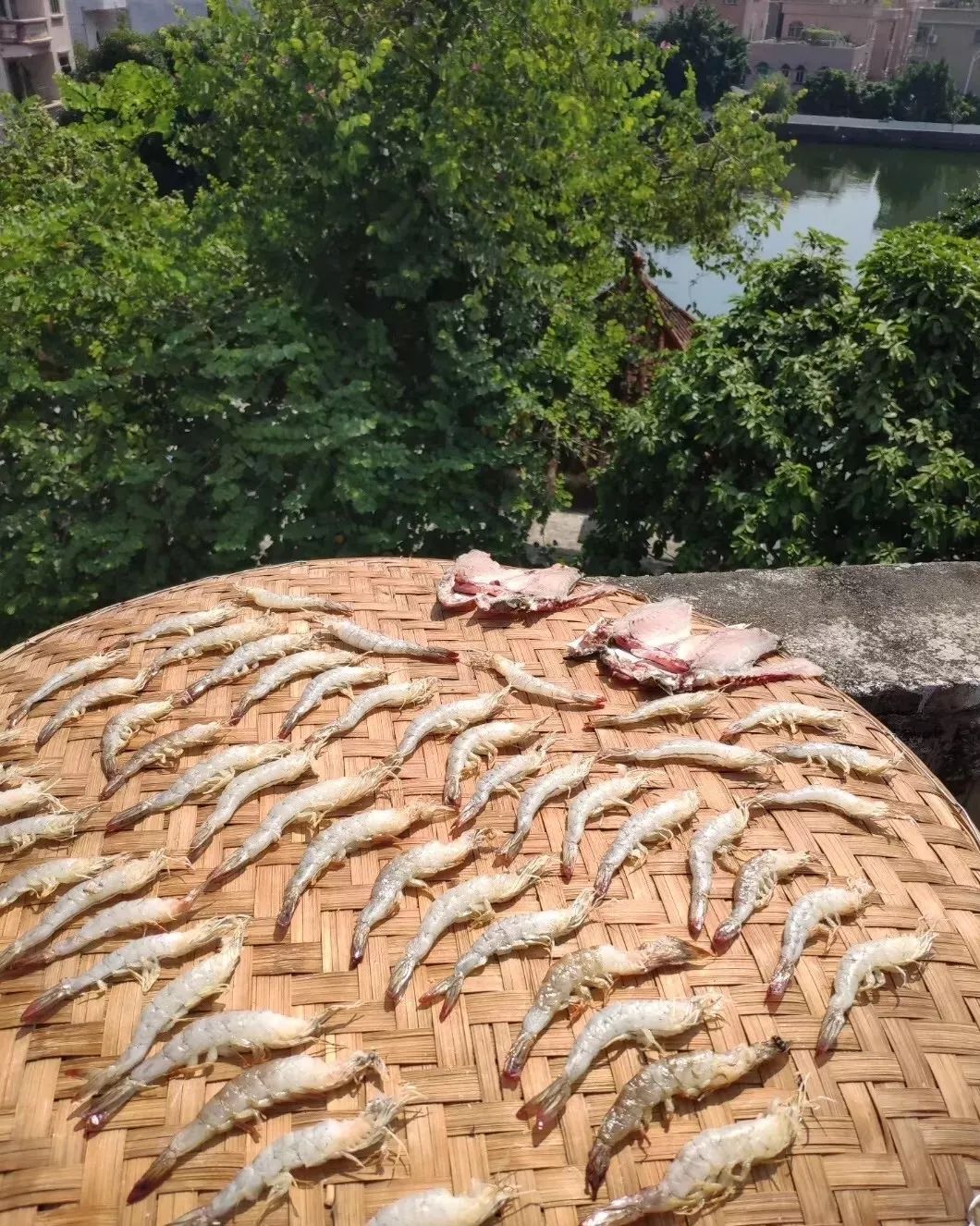 最近东莞人的阳台，密密麻麻挂满这东西！街坊直言：味道很大！