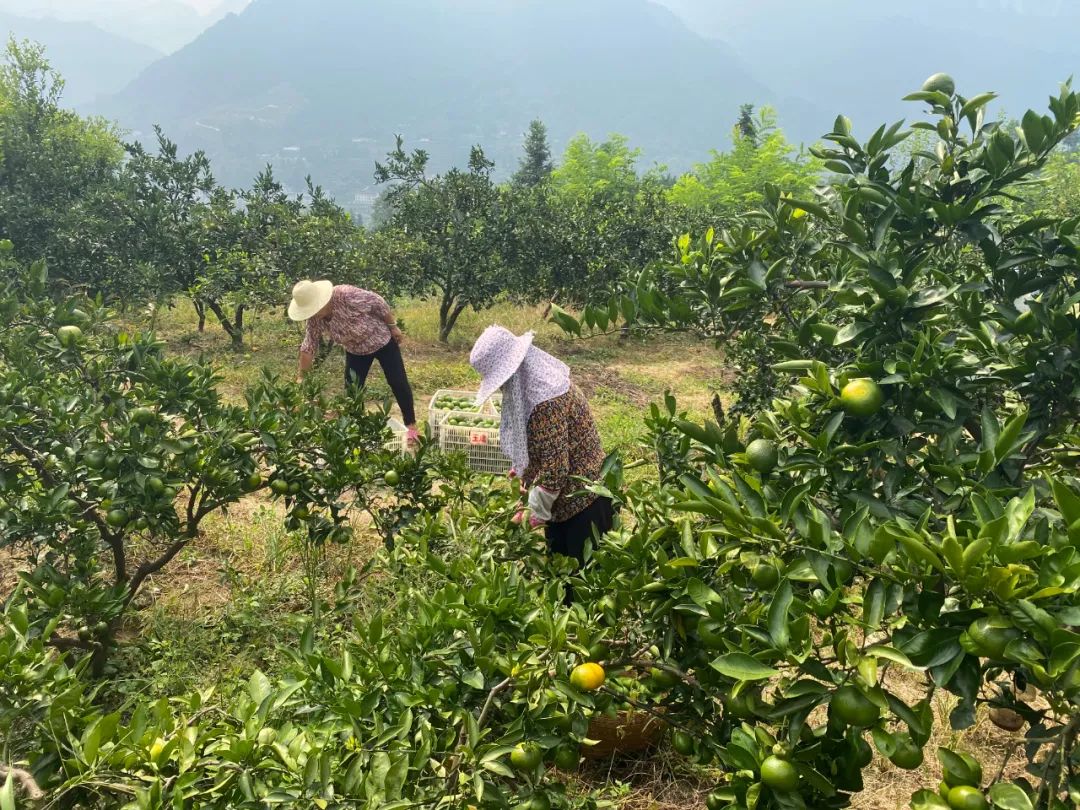 甜蜜蜜！湖北宜昌高山蜜桔13.5元/箱包邮到家，口口爆汁，开胃解秋馋！