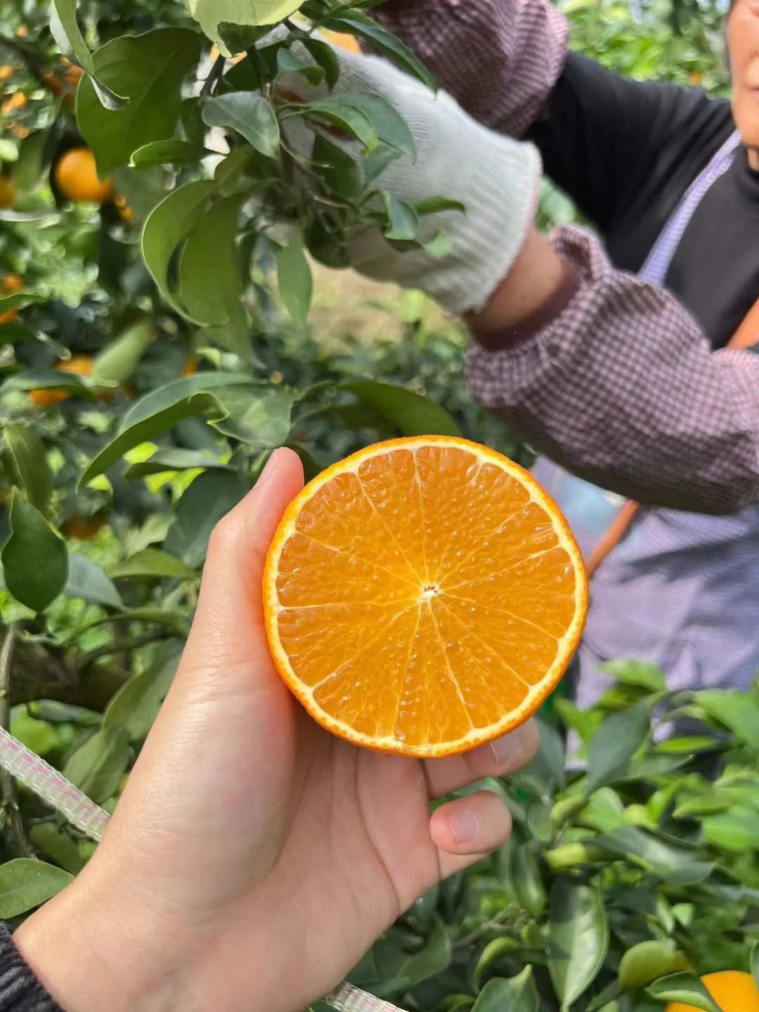 着急！200多万斤爱媛【38号果冻橙25.9/箱】成熟待售，皮薄肉嫩，一咬爆汁！头茬尝鲜，恳请转发支持！