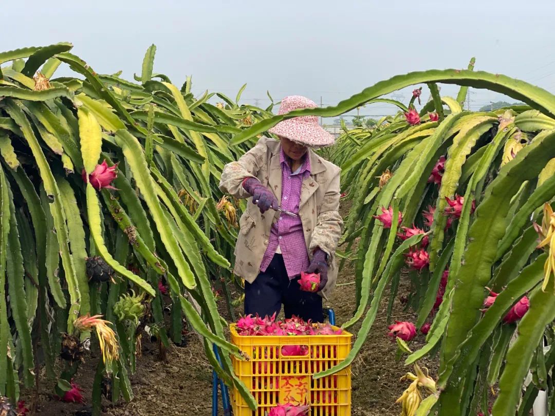 火爆！广西南宁【红心火龙果】19.9/箱，满满花青素！产地直发，感受口腔中的甜蜜炸弹~