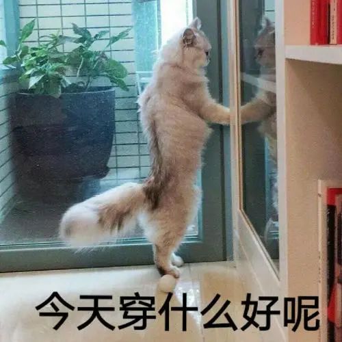 回归28℃！短袖别收！东莞“清凉体验”到期！