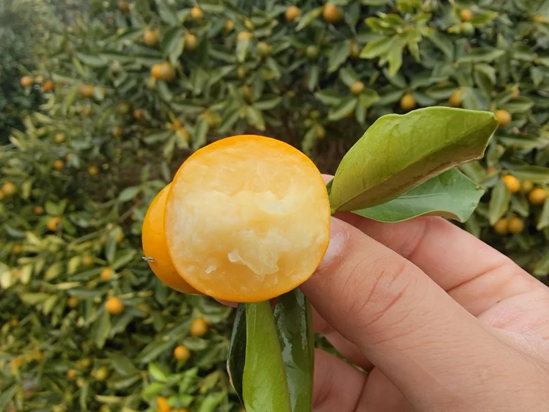 9.9/箱！『融安脆皮金桔』纯甜不涩口！外脆里嫩，带皮直接吃，鲜滑香甜正当时！重新定义你记忆中的金桔味道！"
