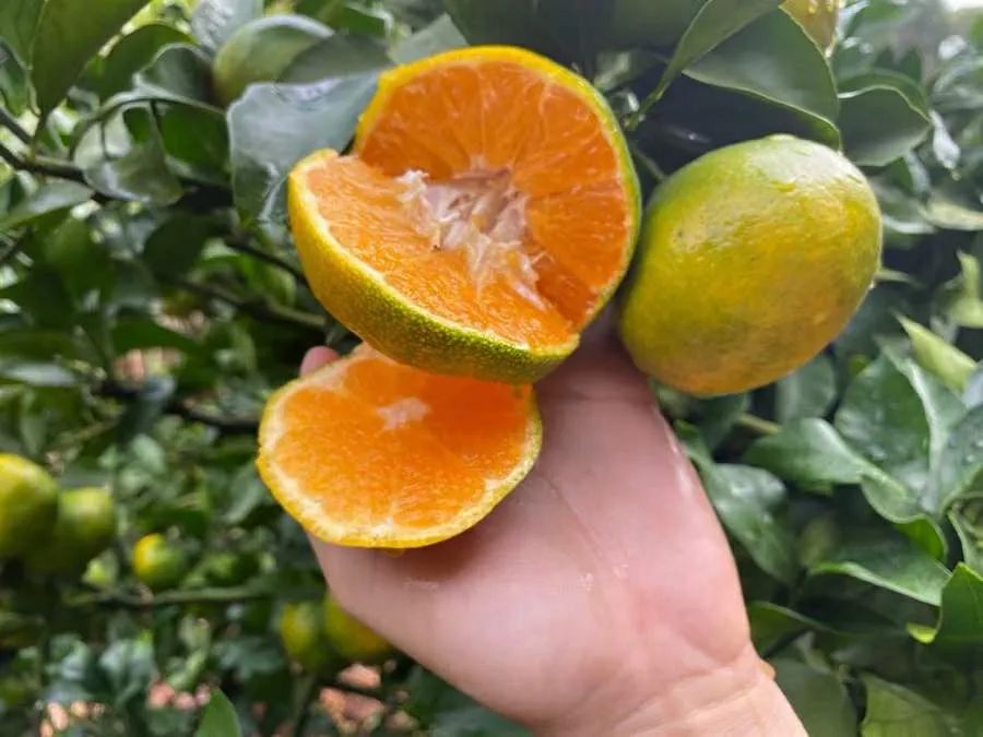 甜蜜蜜！湖北宜昌高山蜜桔13.5元/箱包邮到家，口口爆汁，开胃解秋馋！