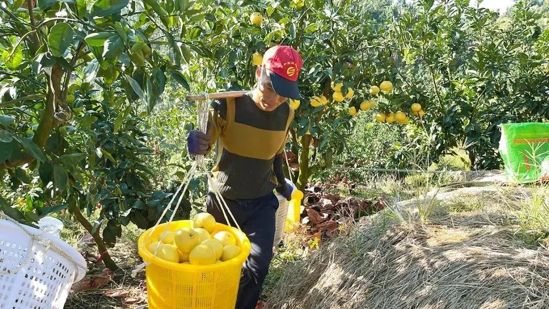 爆汁！福建【黄金葡萄柚】香甜多汁，入口化渣，5斤22.9元包邮到家！