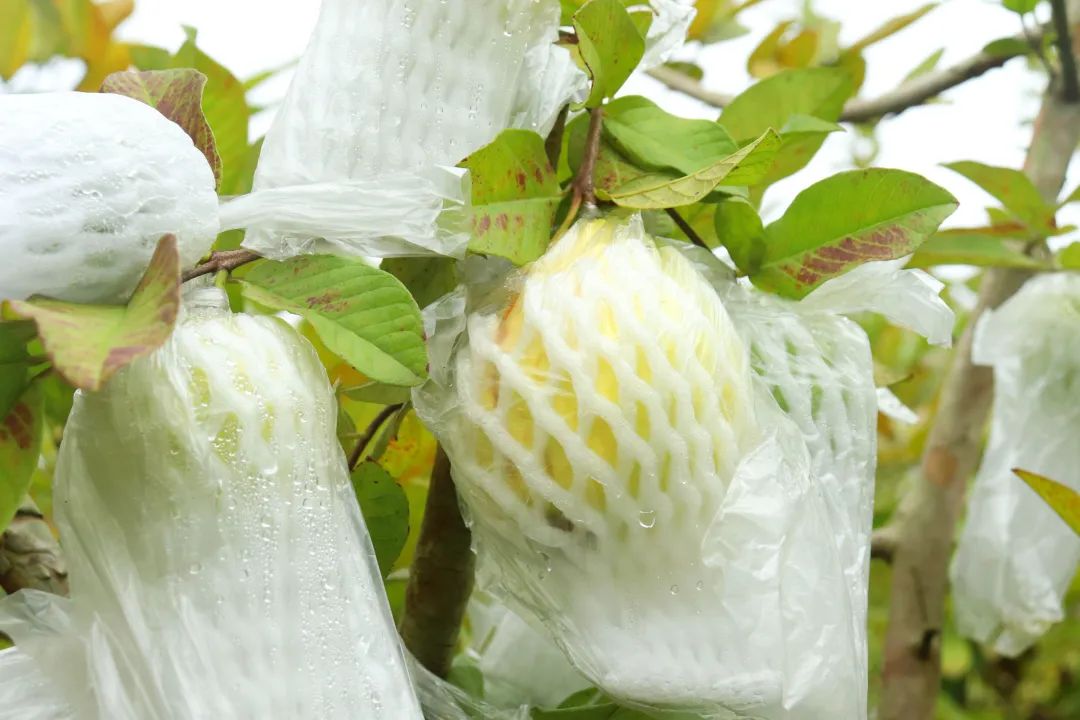 脂肪杀手！福建老树奶油芭乐29.9/箱，低糖低热量，绵软香甜，瘦身减脂推荐~