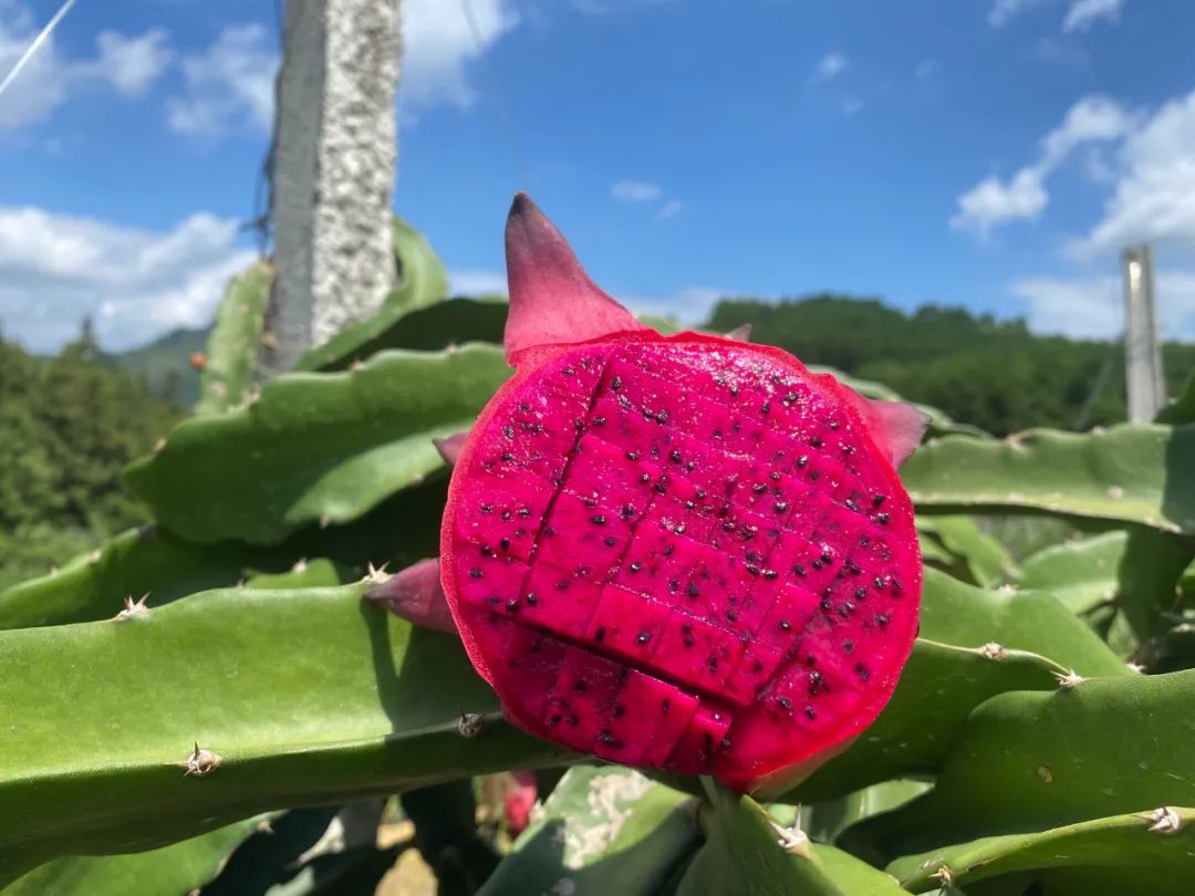 火爆！广西南宁【红心火龙果】19.9/箱，满满花青素！产地直发，感受口腔中的甜蜜炸弹~