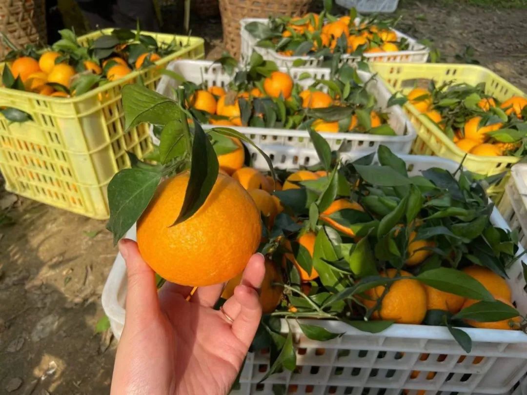 着急！200多万斤爱媛【38号果冻橙25.9/箱】成熟待售，皮薄肉嫩，一咬爆汁！头茬尝鲜，恳请转发支持！