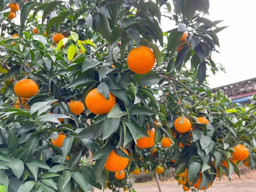 着急！200多万斤爱媛【38号果冻橙25.9/箱】成熟待售，皮薄肉嫩，一咬爆汁！头茬尝鲜，恳请转发支持！