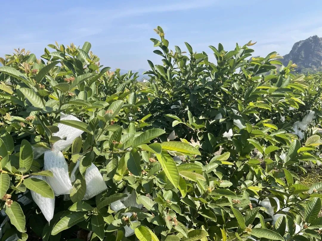脂肪杀手！福建老树奶油芭乐29.9/箱，低糖低热量，绵软香甜，瘦身减脂推荐~