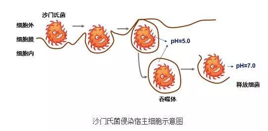 最新通报！东莞发病2例、死亡1例！