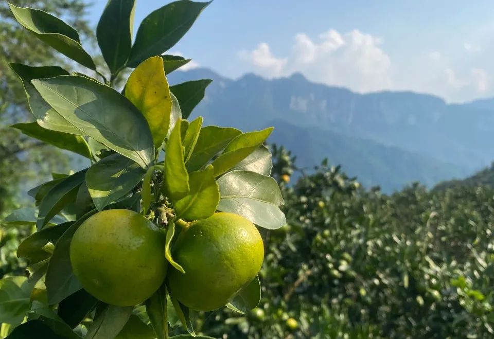 甜蜜蜜！湖北宜昌高山蜜桔13.5元/箱包邮到家，口口爆汁，开胃解秋馋！