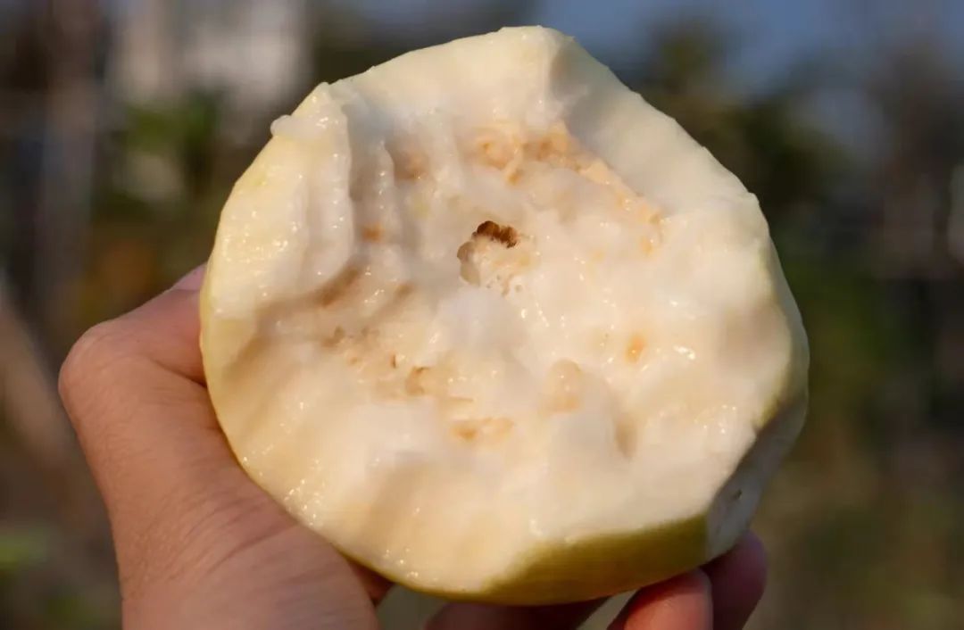 脂肪杀手！福建老树奶油芭乐29.9/箱，低糖低热量，绵软香甜，瘦身减脂推荐~