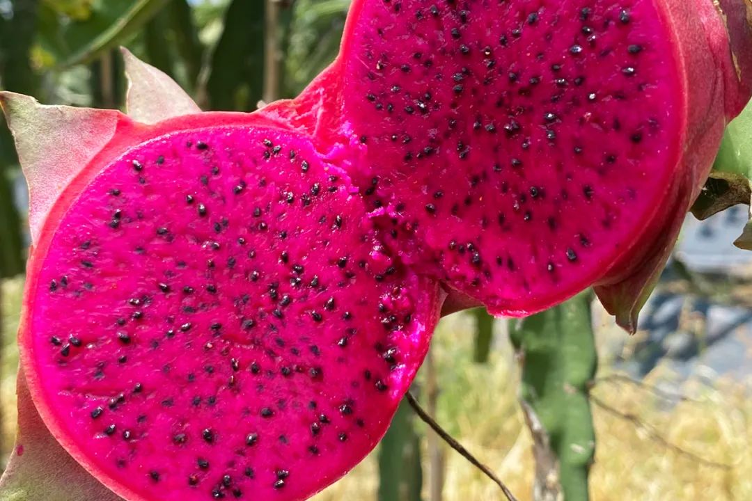 火爆！广西南宁【红心火龙果】19.9/箱，满满花青素！产地直发，感受口腔中的甜蜜炸弹~