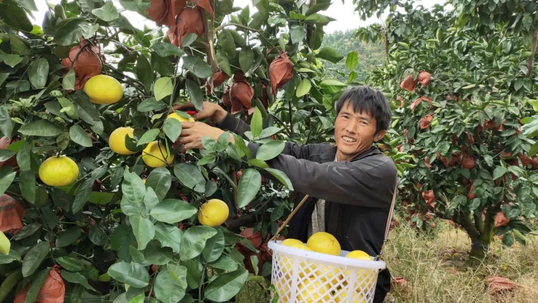 爆汁！福建【黄金葡萄柚】香甜多汁，入口化渣，5斤22.9元包邮到家！